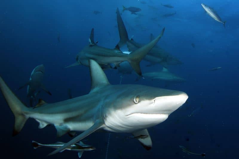 African Shark Adventure
