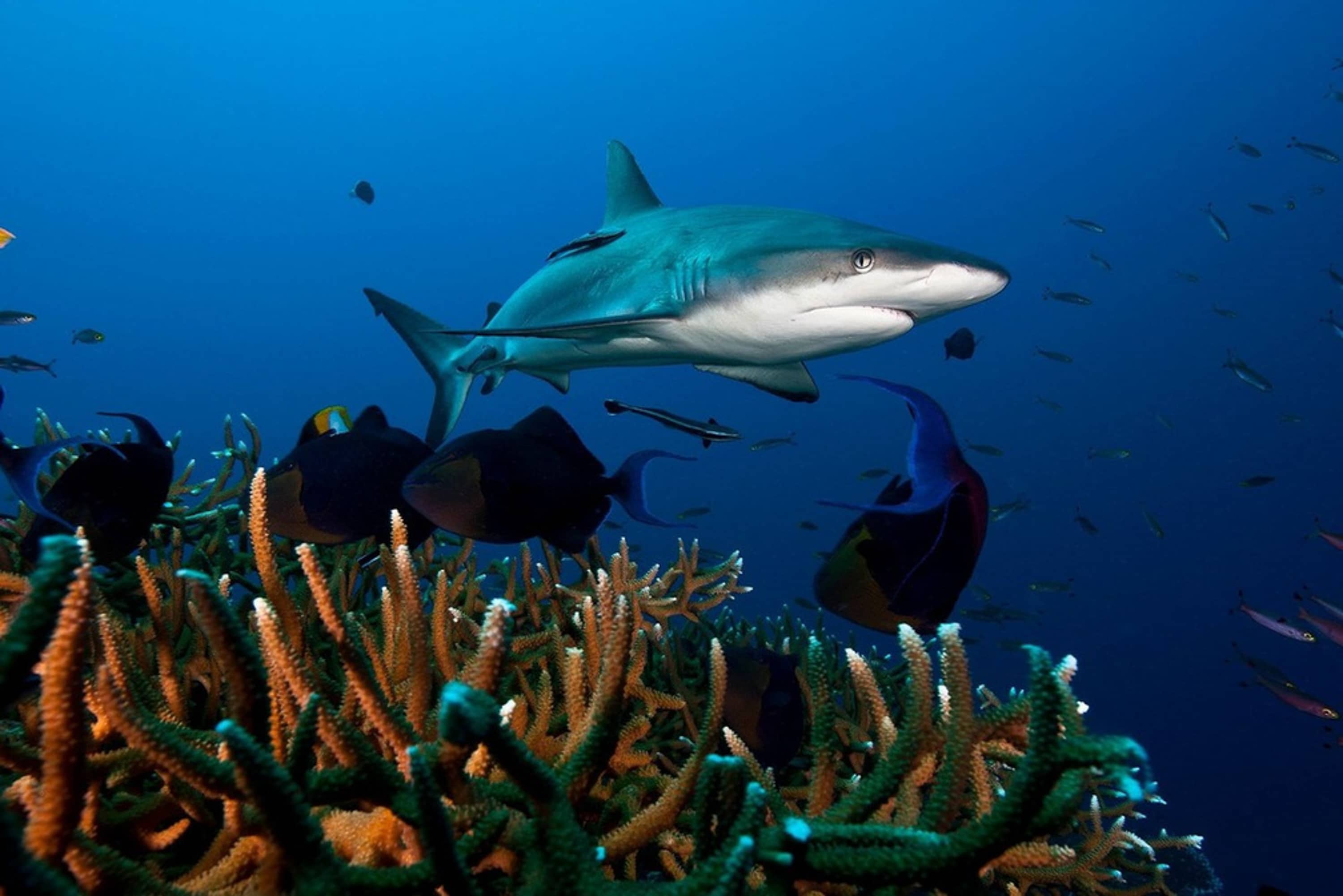 Shark Diving Mozambique
